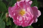 Rosier Barbara Austin